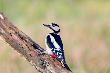 great spotted woodpecker in nature