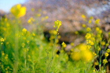 菜の花と桜 日本の春 お散歩 お花見 ポカポカ 植物 黄色  川 海老川