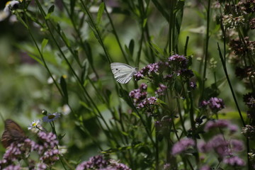 Nature flowers insects animals in summer time