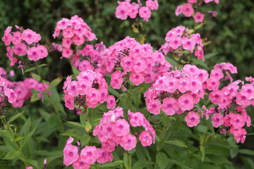 Nature flowers insects animals in summer time