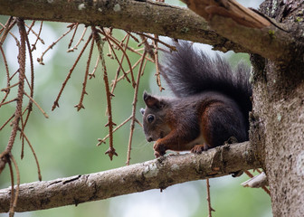Eichhörnchen am Ast.