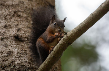 Eichhörnchen am Ast beim Nüssefressen.