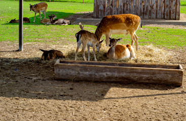 wild animals rest in a park on the ground near the feeding trough