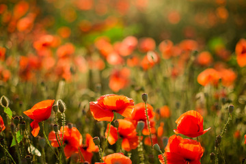 Obraz premium Poppy field close-up, blooming wild flowers in the setting sun. Red green background, blank, wallpaper with soft focus.