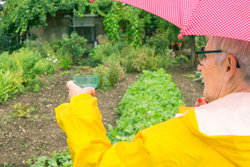 older woman with yellow raincoat and red umbrella holding rain gauge