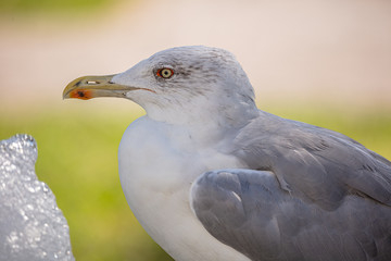Möwe