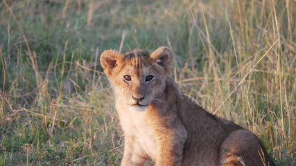 Lion Cub