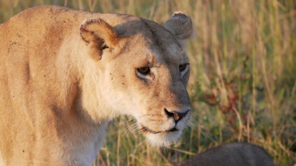 lion and lioness