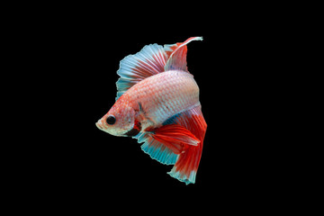 Close-Up Of Siamese Fighting Fish Against Black Background