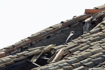 A family of little owls(Athene noctua) perched on a old broken down farmers roof in Algarve Portugal