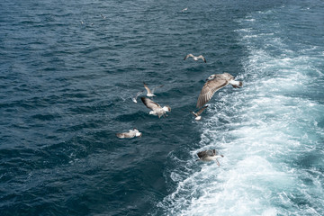 seagull in flight