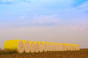 Cotton bales in the field, Big yellow bales.