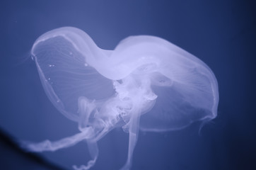 Jellyfish