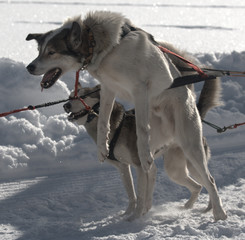 Huskys springen los.