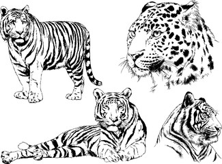 set of vector drawings on the theme of predators tigers are drawn by hand with ink tattoo logos	