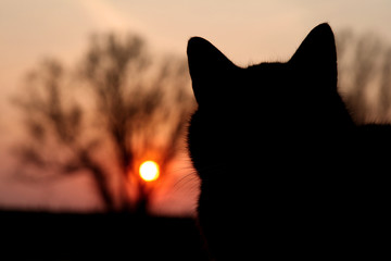 cat sunset silhouette