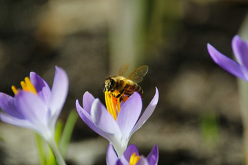 Biene im Frühling beim Honig sammeln im Sonnenschein auf einem Krokus