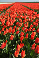 red tulip field holland