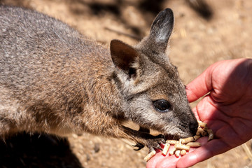 Kangaroo wallaby (Macropodidae) eatting food from human hands. Australia, Kangaroo Island