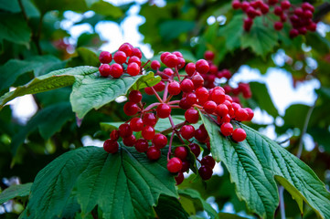 Viburnum branch on a tree with green foliage. Summer concept