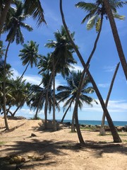 Palms Sri Lanka