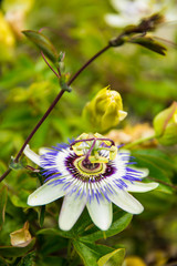White, green and Purple Passion Flower (Passiflora) in Bloom with Green Leaves