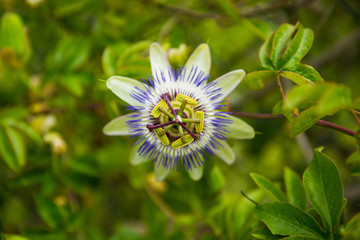 White, green and Purple Passion Flower (Passiflora) in Bloom with Green Leaves