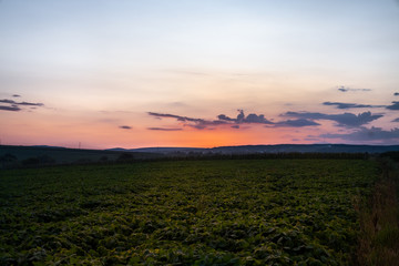 Obraz premium Beautiful landscape panorama, soybeans wide field, beautiful sunset on the background
