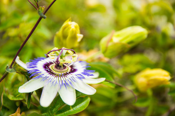 White, green and Purple Passion Flower (Passiflora) in Bloom with Green Leaves