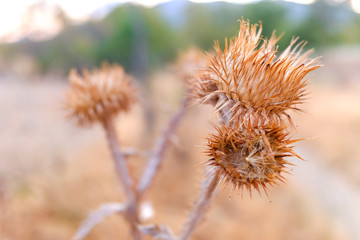 Close-up of dried thistle flower in autumn.