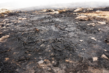Ashes and remains of an undergrowth burned by a fire.
