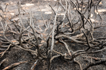 Ashes and remains of an undergrowth burned by a fire.