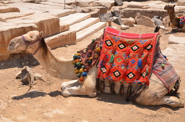 DROMADAIRE PLATEAU DE GUYZEH EGYPTE