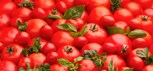 Pile of Tomatoes and Herbs including basil, parsley and marjoram