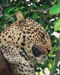 Leopard in a tree