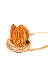 Almond. Almond nuts, close-up isolated on a white background