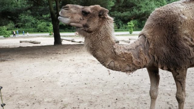 Hunger stricken camel grazing and looking around, follow closeup