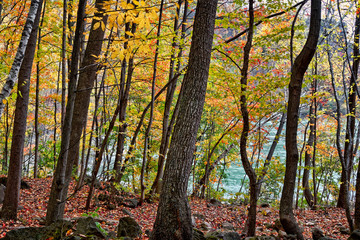 Autumn In The Niagara River Gorge