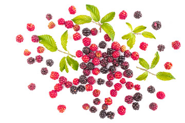 many red mulberry on white background with green leaves