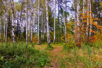 Fototapeta na wymiar Autumn forest landscape. Autumn forest landscape on a sunny day.