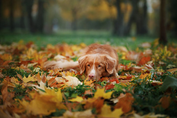 red dog in the autumn on the nature. Nova Scotia Duck Tolling Retriever