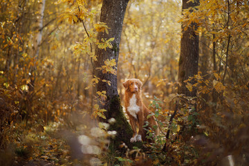 red dog in the autumn on the nature. Nova Scotia Duck Tolling Retriever