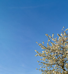 Cherry tree in full bloom