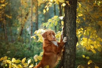 red dog in the autumn on the nature. Nova Scotia Duck Tolling Retriever