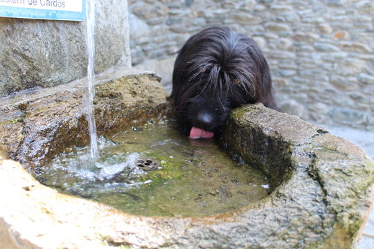 perro bebiendo en una fuente