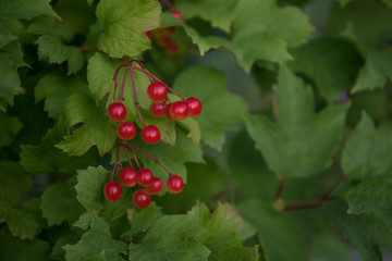 Bunch of red viburnum berries on a branch. Soft selective focus, round bokeh