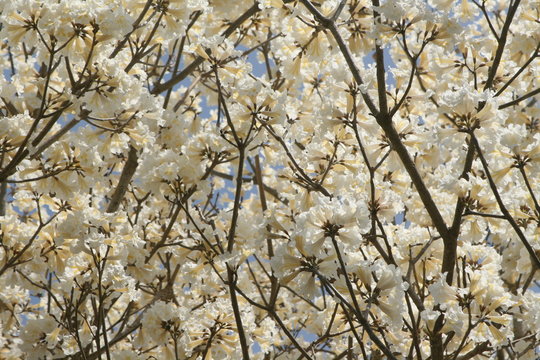 flor do ip&ecirc; branco brasil