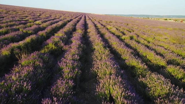 Beautiful rows of lavender bushes. Shot. Top view of rows of lavender blossoms in farmer's field. Beautiful flowering lavender bushes on sunny day