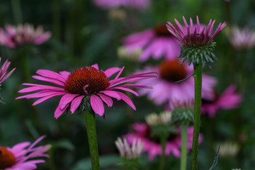 Fototapeta premium Blüten des Sonnehuts
