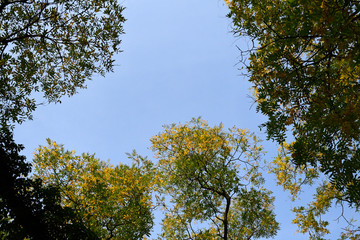 Fototapeta premium Trees with green and yellow branches in a autumn day towards clear blue sky, copy space